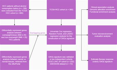 Overweight/obesity-related transcriptomic signature as a correlate of clinical outcome, immune microenvironment, and treatment response in hepatocellular carcinoma